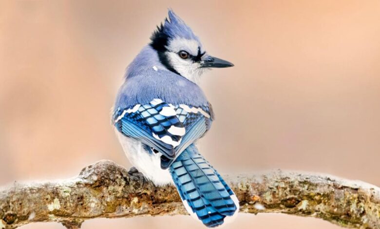 Blue Jay Characteristics